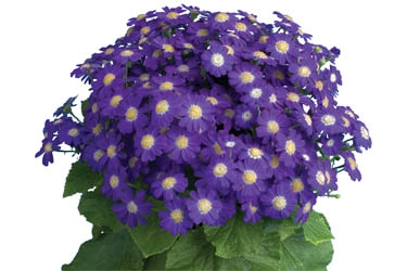 Cineraria Venezia blue Variety Thumbnail.jpg